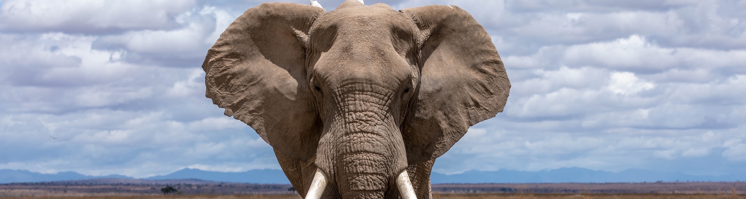 elephant face with long tusks and ears fanned out